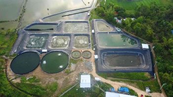Shrimp Farm