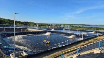 Shrimp Growout Farm