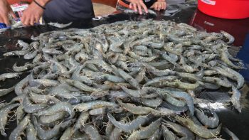 Shrimp Harvest